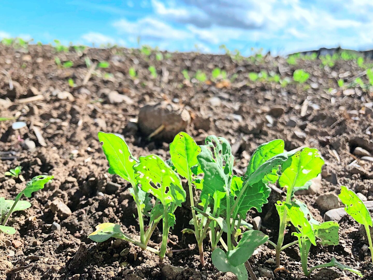 Insbesondere für Raps, Zuckerrüben, Gemüse-  und Obstkulturen fehlen aktuell Alternativen zu Wirkstoffen mit hohem Risikopotenzial. Forschende testen etwa Untersaaten oder Mischkulturen gegen Rapsschädlinge.