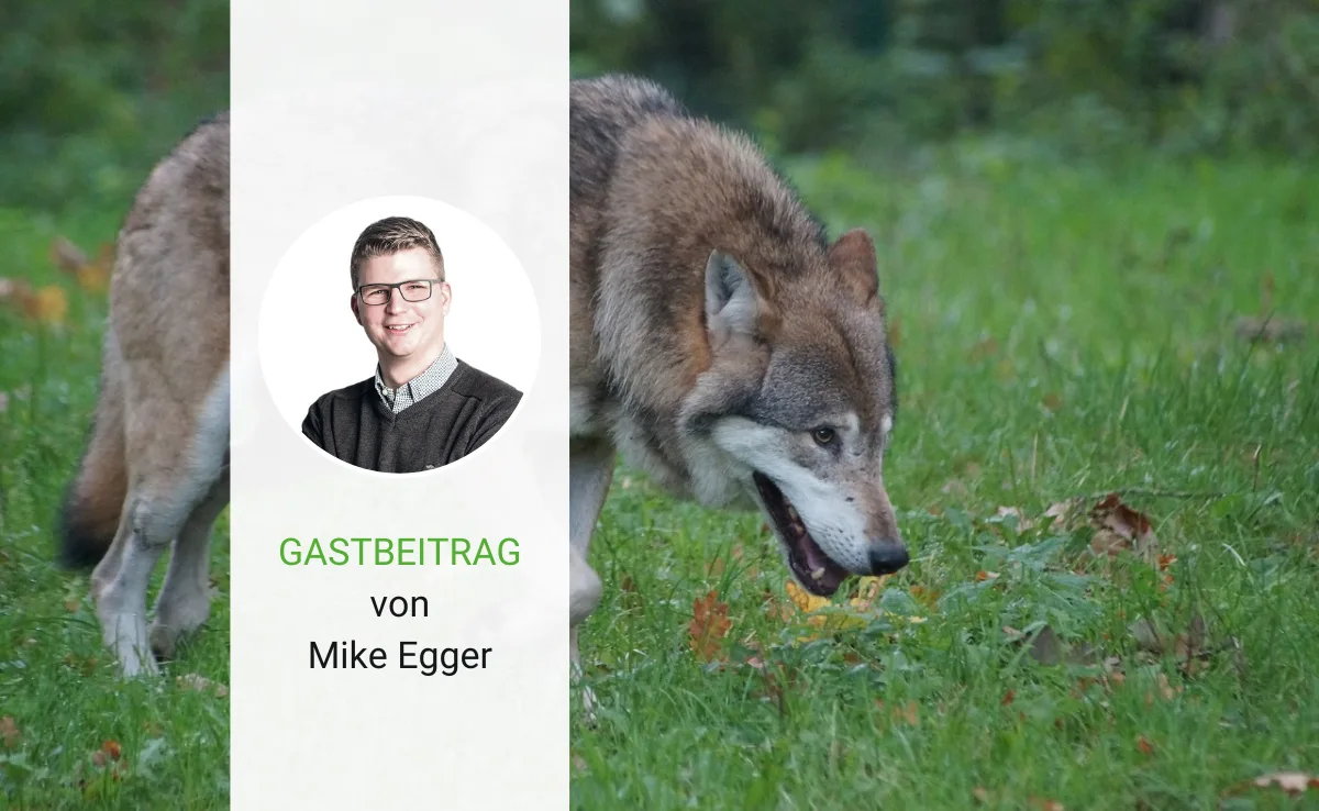Artikel_Gastbeitrag_BauZ Jetzt muss Schluss sein mit der romantisierten Wolfspolitik