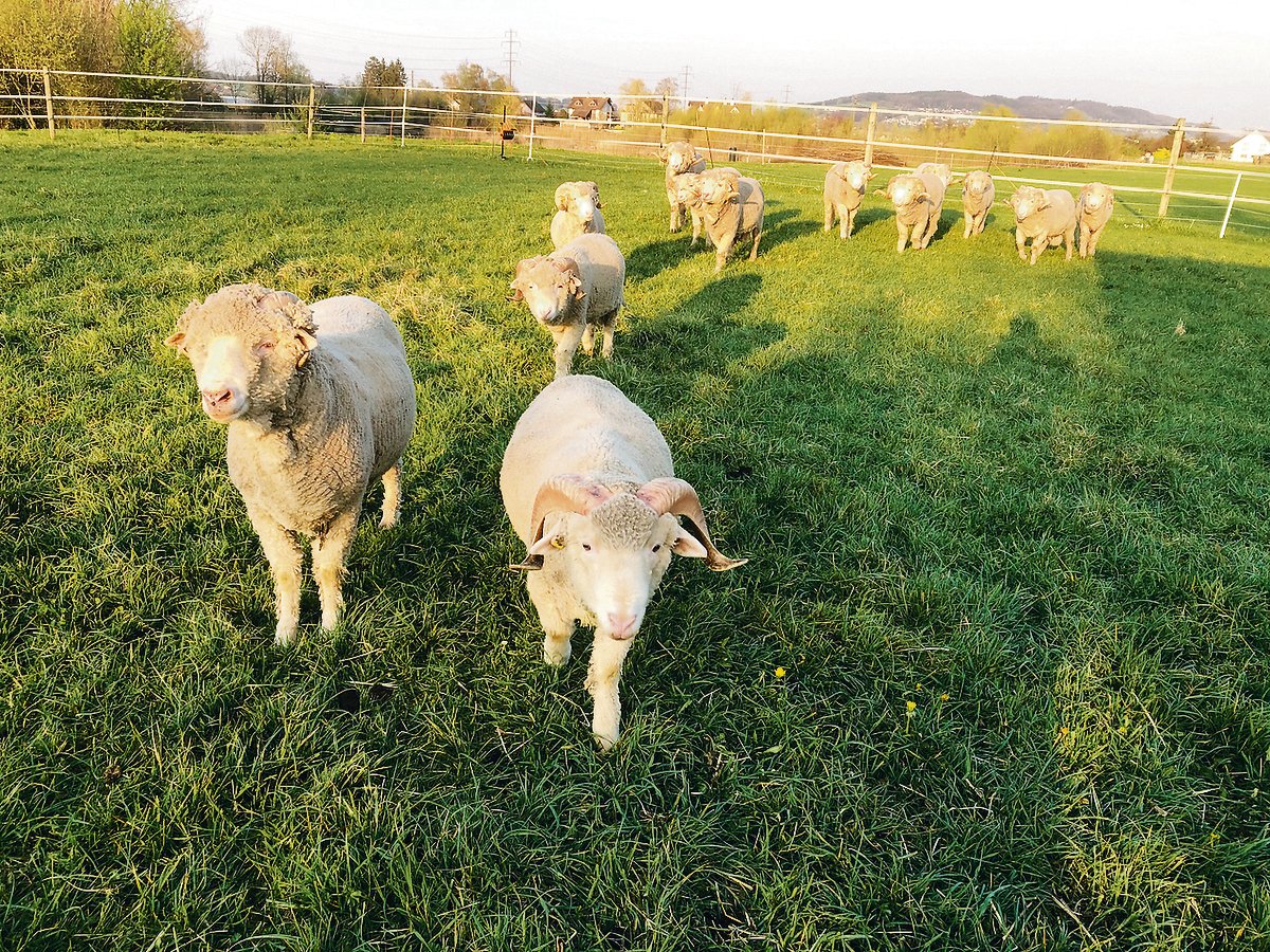 Die ein- und zweijährigen Saxon-Merino-Böcke in der Abendsonne. Ihre Wolle ist stark gekräuselt, weshalb sie Wärme und Kälte optimal ausgleicht. Ausserdem ist Merino-Wolle so fein, dass Kleider daraus nicht auf der Haut kratzen. (Bilder zVg)