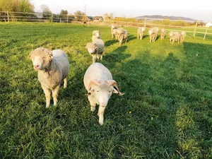 Die ein- und zweijährigen Saxon-Merino-Böcke in der Abendsonne. Ihre Wolle ist stark gekräuselt, weshalb sie Wärme und Kälte optimal ausgleicht. Ausserdem ist Merino-Wolle so fein, dass Kleider daraus nicht auf der Haut kratzen. (Bilder zVg)