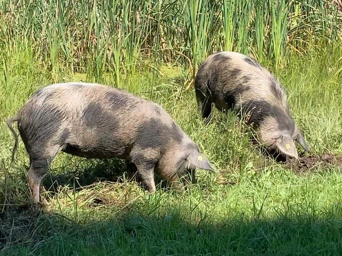 8e676de5f824a0d8741f95d004177320710fb666 Turopolje-Schweine im Einsatz: Mit ihrem Rüssel graben sie die Erde um und fressen nebst Gras auch die Schilfwurzeln. Damit helfen sie, zu verhindern, dass die Teiche weiter verlanden. (Bilder Alexandra Stückelberger)