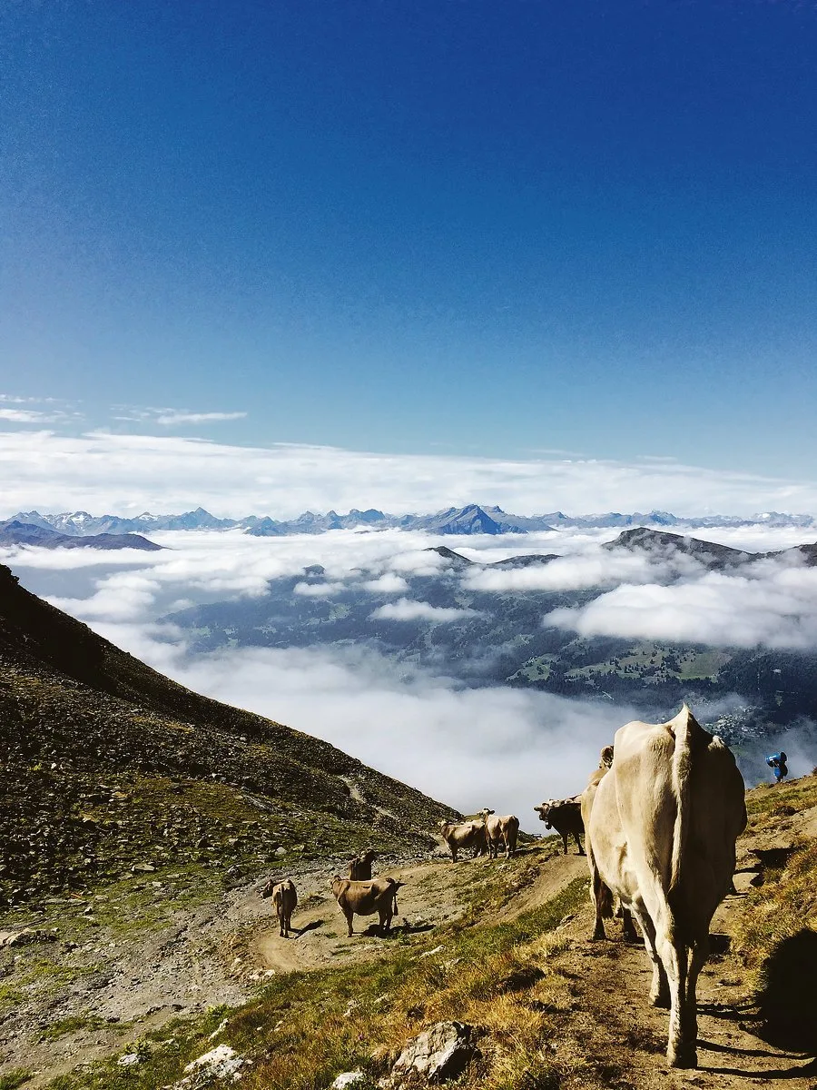 692eb5577da8777c0d59a0dea324ab16d36ee48d Nach einem Aufstieg im Nebel führt der Weg die Herde von Lucas Margreth wieder zurück in den Nebel in Richtung des heimatlichen Stalls auf der Lenzerheide.(Bild Vrena Crameri-Daeppen)
