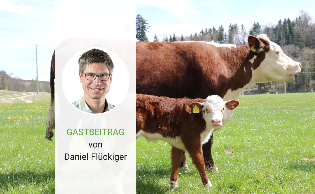 Artikel_Gastbeitrag_BauZ_FlueckigerMutterkuh «Ohne Mutterkühe würde noch viel mehr Land nicht mehr bewirtschaftet»