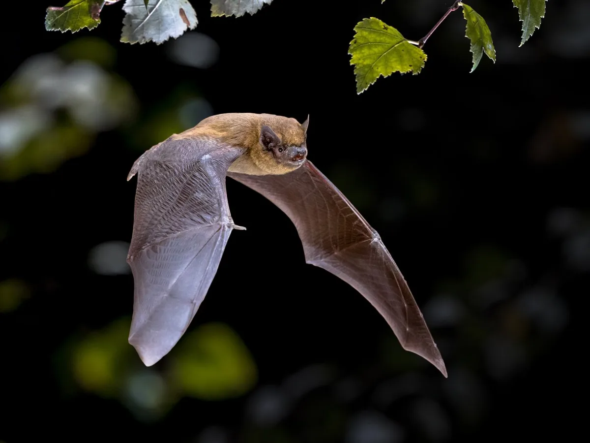 Fledermaus Flying Pipistrelle bat iin natural forest background