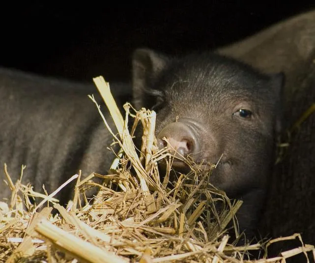 5a25a065676914884e4c020a01177dafc6af3d34 Mini Pig Willi ist einsam. (Bild Facebook Tierhilfe Schweiz)