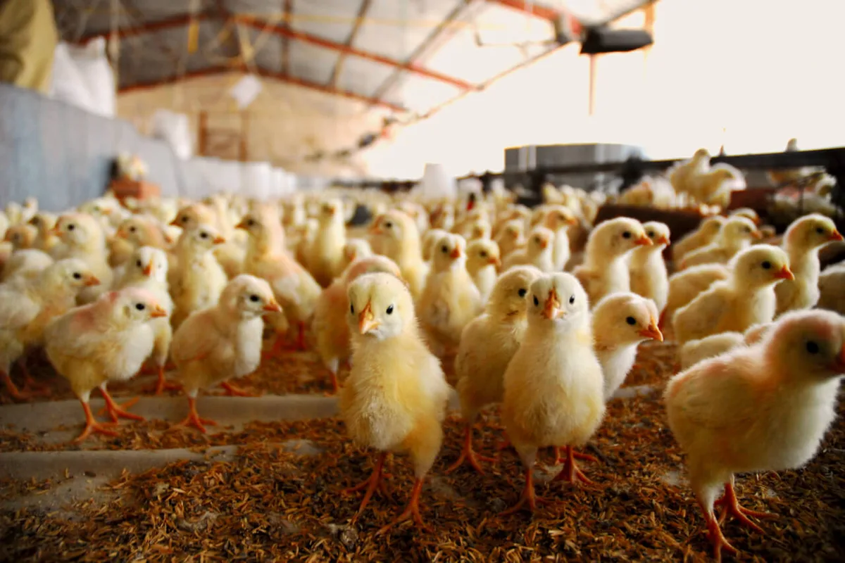 68dfaf85230553f5359d7415a804d70b8a345bf2 Küken im Stall. (Bild: Adobe Stock)