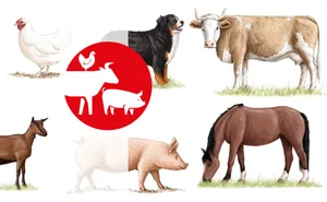 Insgesamt 19 Porträts enthält unser Nutztier-Lexikon. Illustriert wurden die Rinder, Schweine, Hühner, Pferde, Schafe, Ziegen und Bienen von der wissenschaftlichen Illustratorin Nadja Baltensweiler.