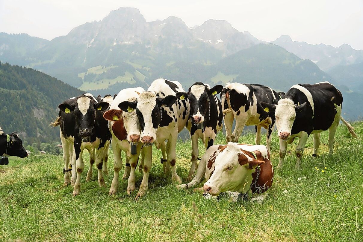 Ein ungewohntes Bild: Eine Gruppe Kühe steht auf der Weide. Ein Zaun ist aber nicht zu sehen.
