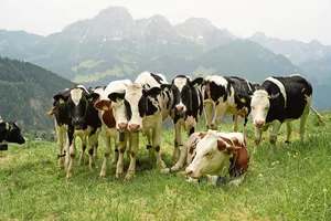 Ein ungewohntes Bild: Eine Gruppe Kühe steht auf der Weide. Ein Zaun ist aber nicht zu sehen.