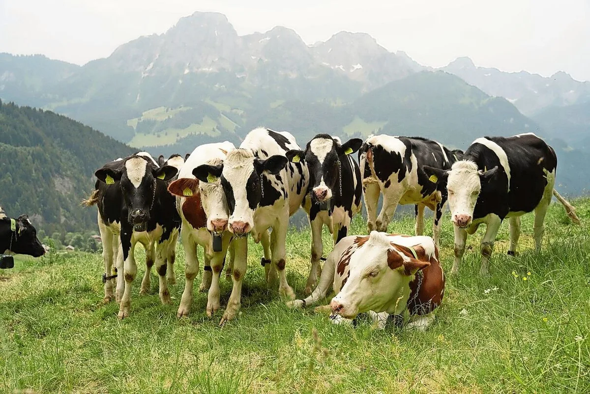 2fa81a607930ffd6fda101d65612a226117a471ce3f2ff8f8062db6eff2453c8 Ein ungewohntes Bild: Eine Gruppe Kühe steht auf der Weide. Ein Zaun ist aber nicht zu sehen.