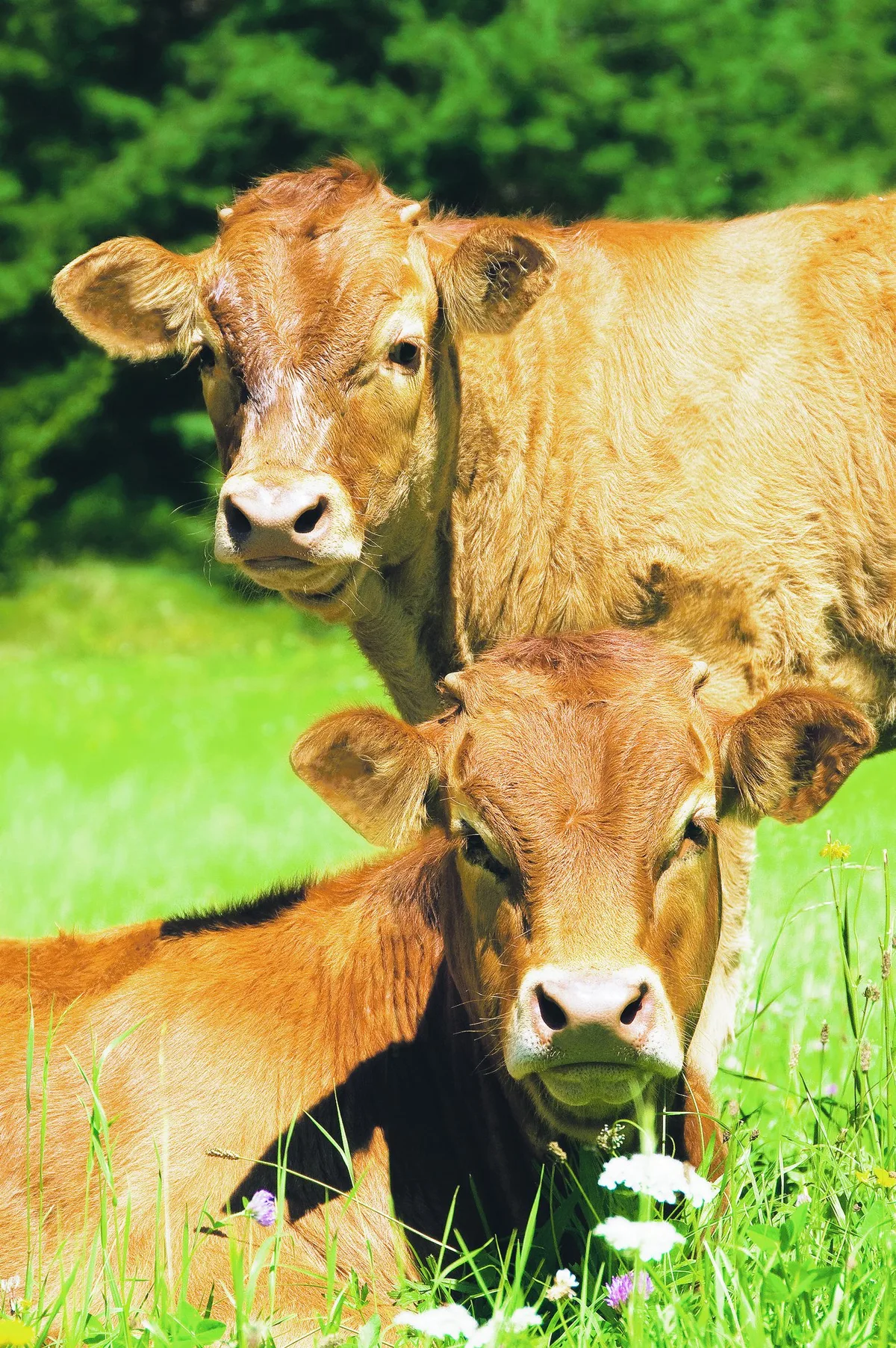 06864dde7a159bcf4129ff010e612f44942724cf Weidemast ist eine Form der Rindviehmast, die für sich spricht und nicht lange erklärt werden muss. Das Rind frisst Gras auf der Weide und wandelt es in gutes Rindfleisch um. (Bild SBV)