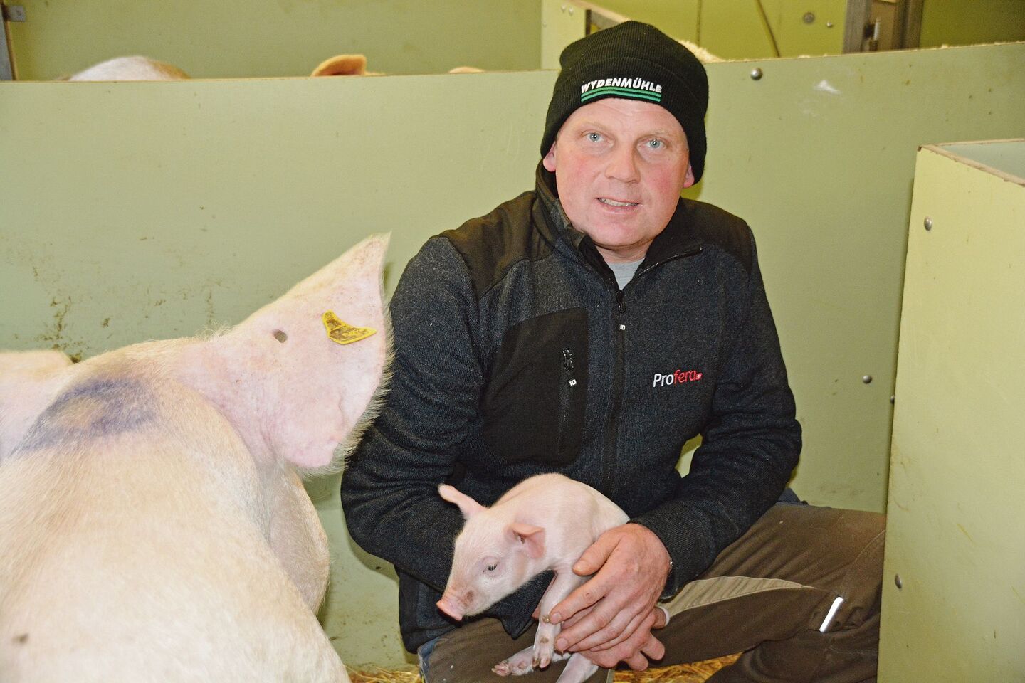 28 bis 29 abgesetzte Ferkel pro Sau und Jahr:Für Geburtshilfe und Erstversorgung steht der Meisterlandwirt nachts auf.