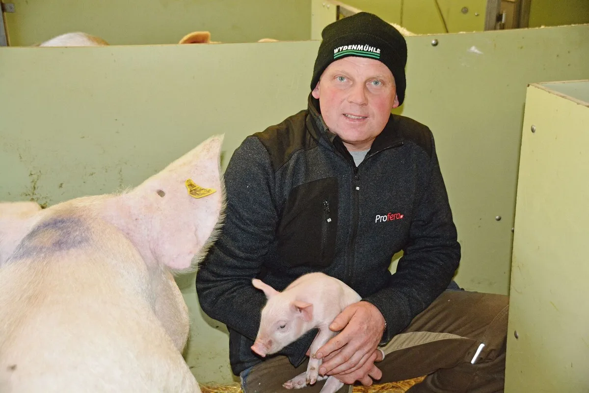 28 bis 29 abgesetzte Ferkel pro Sau und Jahr:Für Geburtshilfe und Erstversorgung steht der Meisterlandwirt nachts auf.