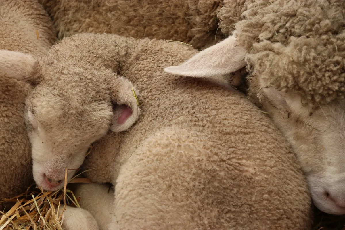 Fachmann_vonMuralt Ablammsaison: Selen ist wichtig für Mutterschaf und Lamm