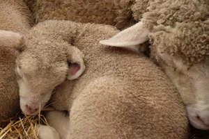 Damit der Start in das Lämmerleben gelingt, sind viele Faktoren entscheidend, schreibt unser Fachmann.
