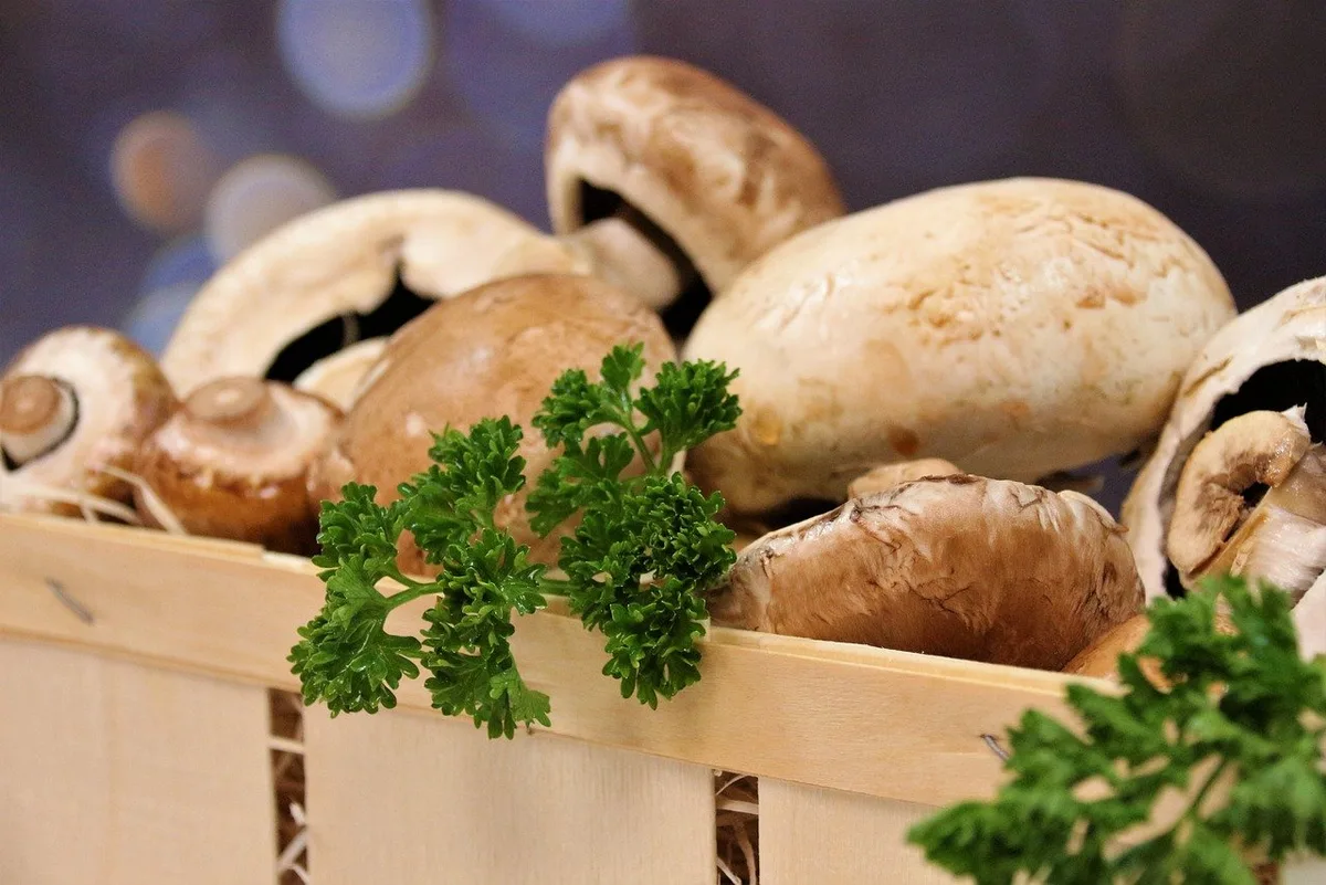 99fac80c439fb8c2485cc26595bba94dde9870da Champignons sind die meistgekauften Pilze in der Schweiz. (Bild Pixabay)