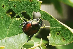 Ein Japankäfer frisst Löcher an einem Rebblatt heraus. Der Schädling ist etwa 1 cm gross und kleiner als ein Mai- oder Junikäfer – also auf Pflanzen nicht einfach zu entdecken.