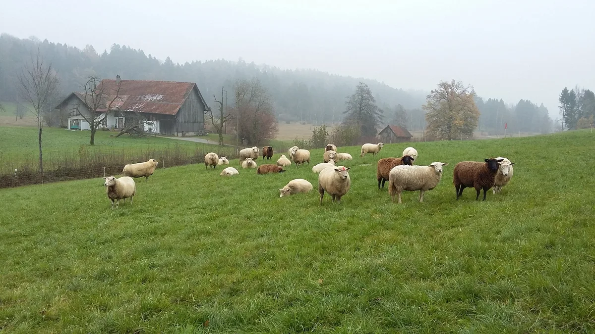 20171117_103323 Schafe auf der Weide
