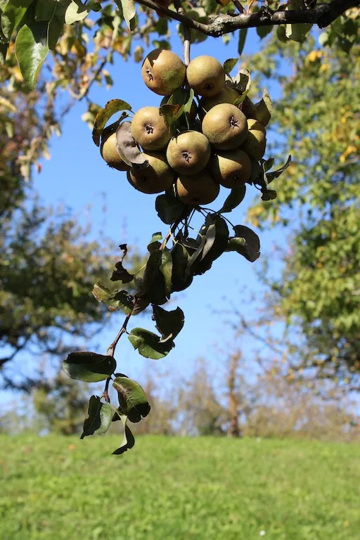 d68225ad812574ddf51f4d864662940a6d36a045 Die kleinen Früchte sind sehr würzig und entwickeln beim Kochen eine Karamellnote. (Bilder zVg)