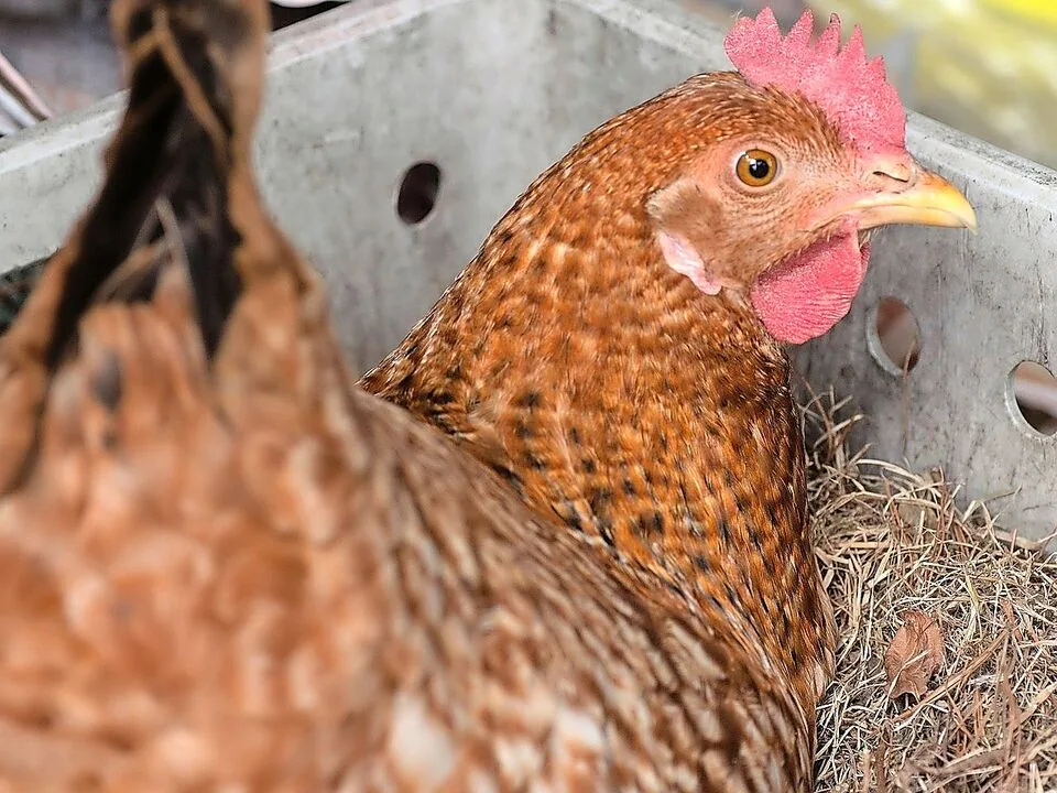 Was tun, wenn eine Henne gluckig ist, man aber keine Brut will? Tierschutzwidrige Massnahmen werden noch immer angewendet.