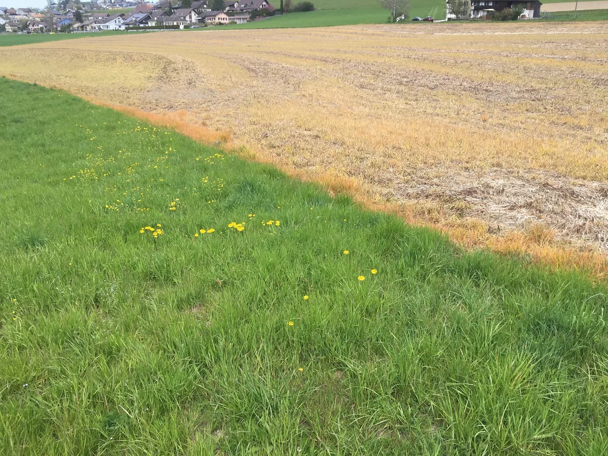 Feld_Glyphosat Glyphosat-Studie zurückgezogen – muss die Zulassung überprüft werden?