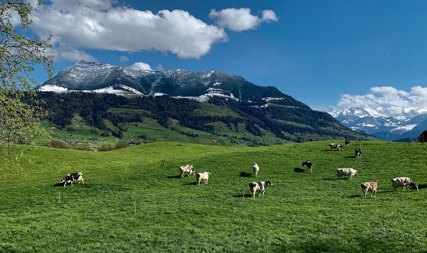 Weidestart bei Küssnacht am Rigi. Weiden ist für das Klima nicht schädlicher als andere Bewirtschaftungsformen in der Rindviehhaltung. Und überhaupt seien alle Umweltwirkungen zu beachten, hiess es an einer Fachtagung im Zugerbiet.
