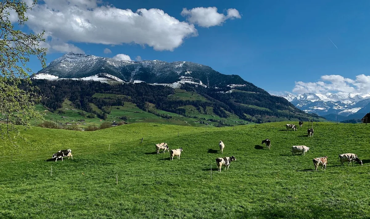 4b80b1f2645f7fae43c7b7724341086899a8420ed8e55ec207f8b4f5dfe943a2 Weidestart bei Küssnacht am Rigi. Weiden ist für das Klima nicht schädlicher als andere Bewirtschaftungsformen in der Rindviehhaltung. Und überhaupt seien alle Umweltwirkungen zu beachten, hiess es an einer Fachtagung im Zugerbiet.