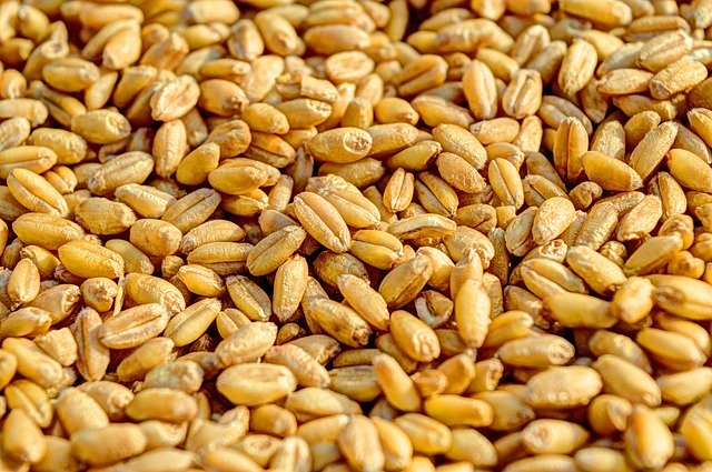Die Preise für Futtergetreide bleiben gleich. (Symbolbild Pixabay)