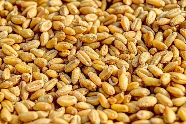 fbd4492af124366ade39bc64df6f410162e0c95e Die Preise für Futtergetreide bleiben gleich. (Symbolbild Pixabay)