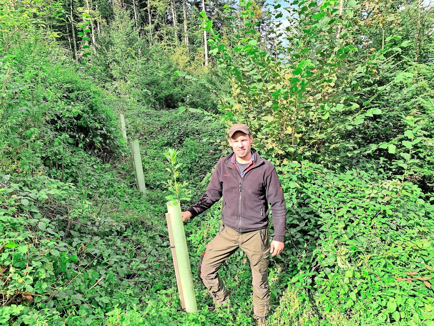 Stefan Hüsler bei einer ausgemähten jungen Eiche. Die Waldparzelle war 2021 von einem Sturm betroffen. In der lückigen Fläche wurde der bestehende Fichten- und Tannenbestand mit Eichen und Spitzahorn ergänzt.
