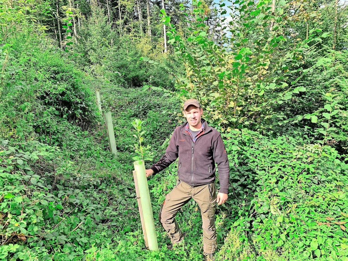 Stefan Hüsler bei einer ausgemähten jungen Eiche. Die Waldparzelle war 2021 von einem Sturm betroffen. In der lückigen Fläche wurde der bestehende Fichten- und Tannenbestand mit Eichen und Spitzahorn ergänzt.