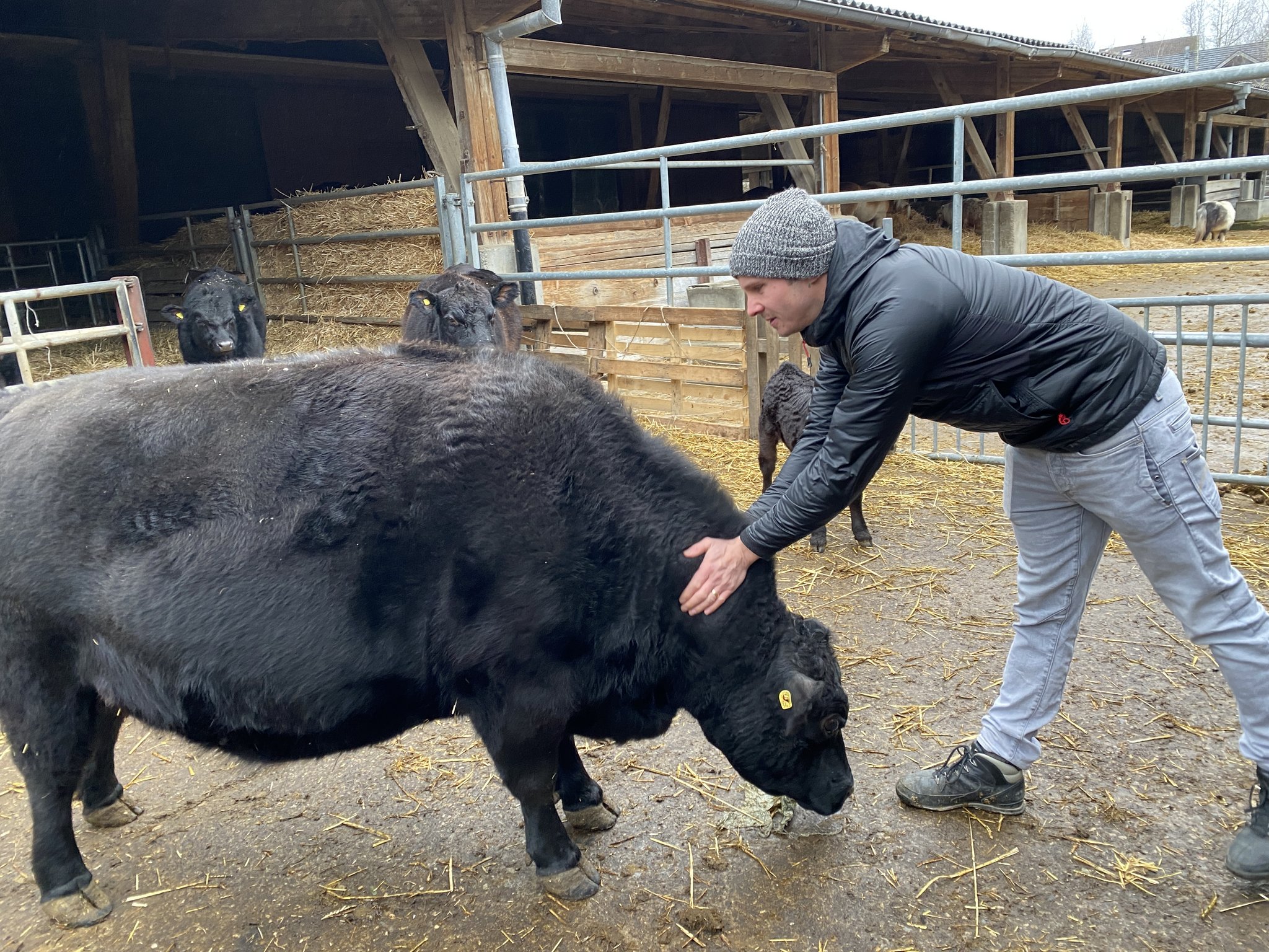 Lowline Cattle sind Mutterkühe im Miniformat mit grosser Nachfrage