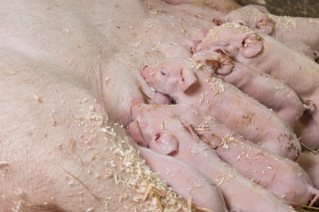 Balance im natürlichen Kreislauf – für gesunde Sauen und starke Ferkel