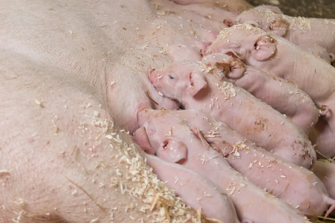 Bild_Balance_Advertorial_ Balance im natürlichen Kreislauf – für gesunde Sauen und starke Ferkel