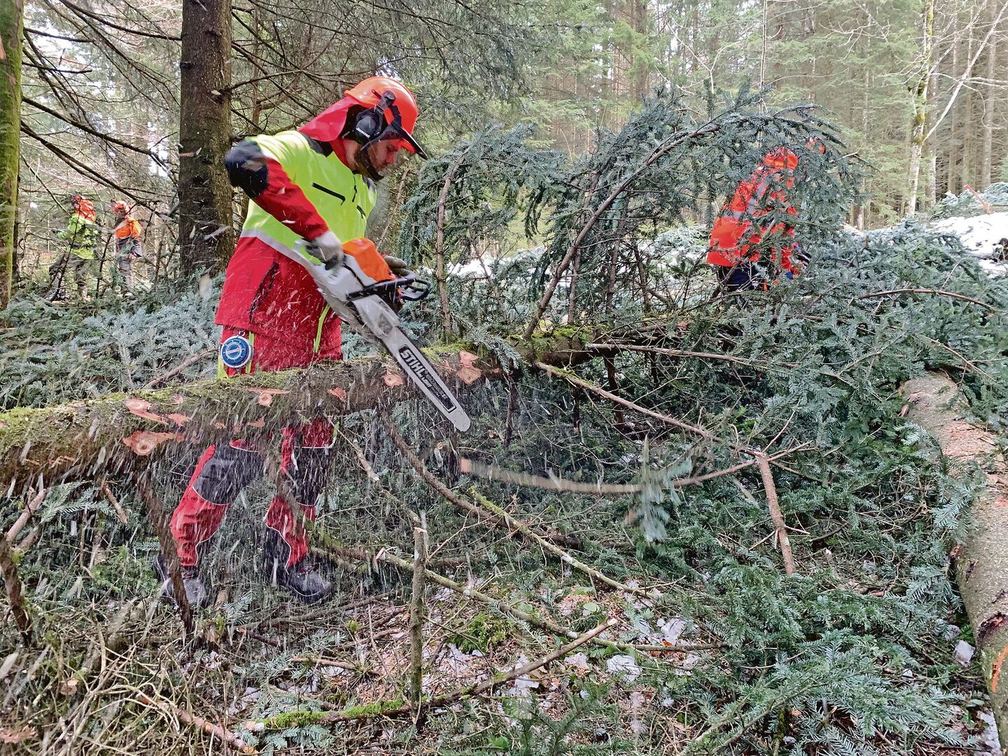 Auch richtiges Entasten will gelernt sein. Jan Felder im Einsatz am Holzerkurs im Eigenthal.