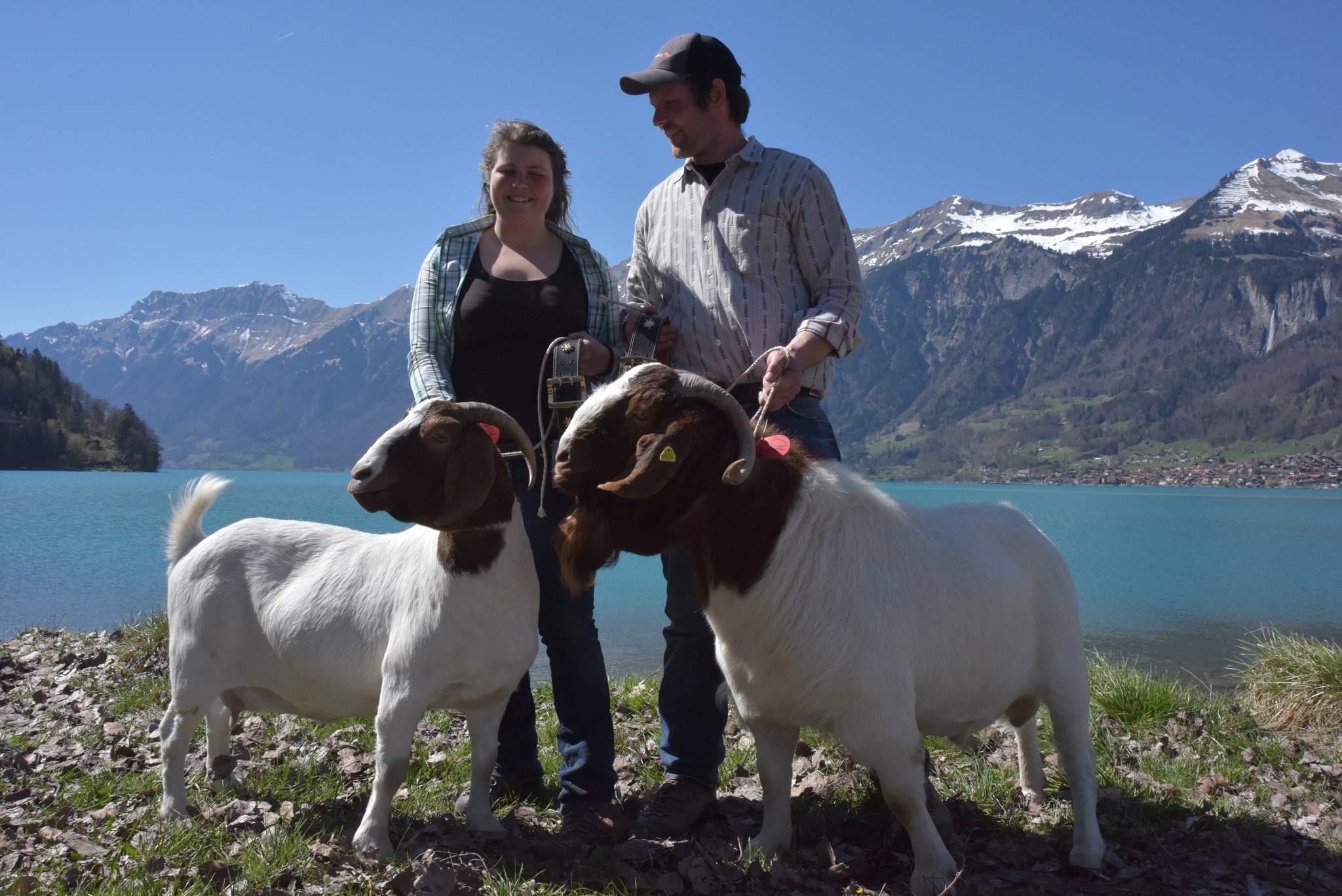 Raguna und Knoalster Nagib, Miss und Mister Swiss-Boer 2019, beide aus dem Stall von Andrea Kiser und René Odermatt aus Sarnen OW.