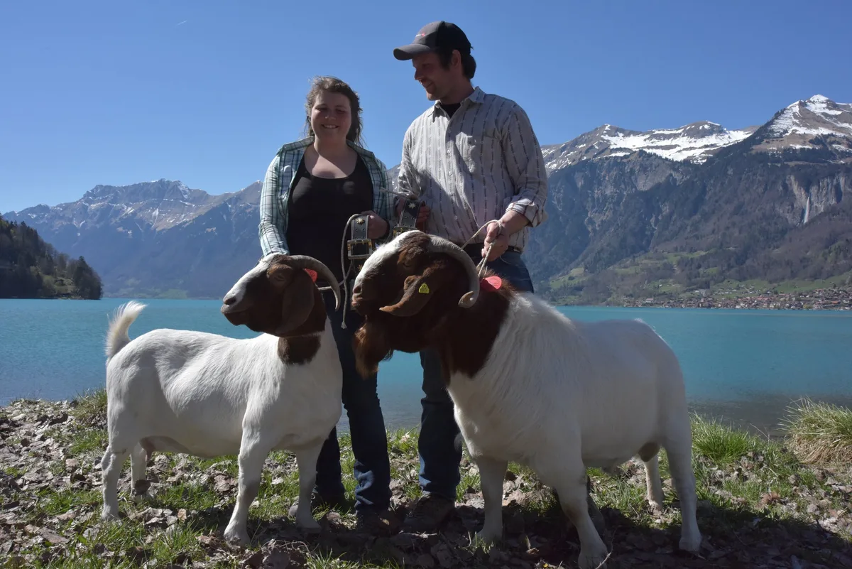 892945769ae315d2981020a738ca4dd30b627fb6 Raguna und Knoalster Nagib, Miss und Mister Swiss-Boer 2019, beide aus dem Stall von Andrea Kiser und René Odermatt aus Sarnen OW.