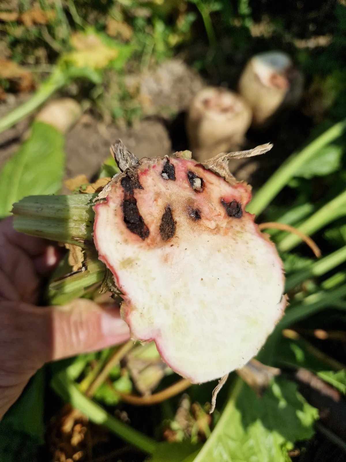Rübenrüssler überall – was tut die Zuckerbranche?