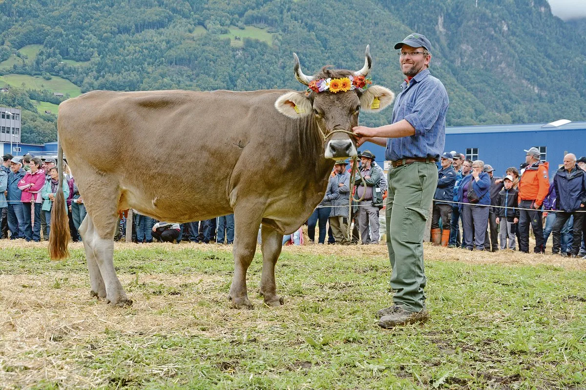 9a00aab5a7e0bb37ab1b44ef441073e31db4a7fe Diese Urner Schönheit kann heuer nicht antreten. (Archivbild BauZ)