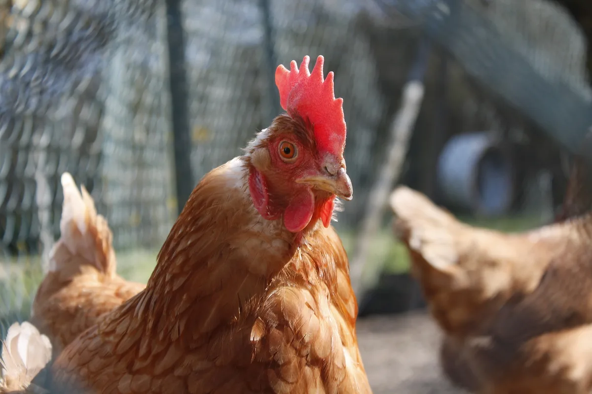 Legehennen in Zürich mit Vogelgrippe infiziert – wahrscheinlich durch Eierkunden
