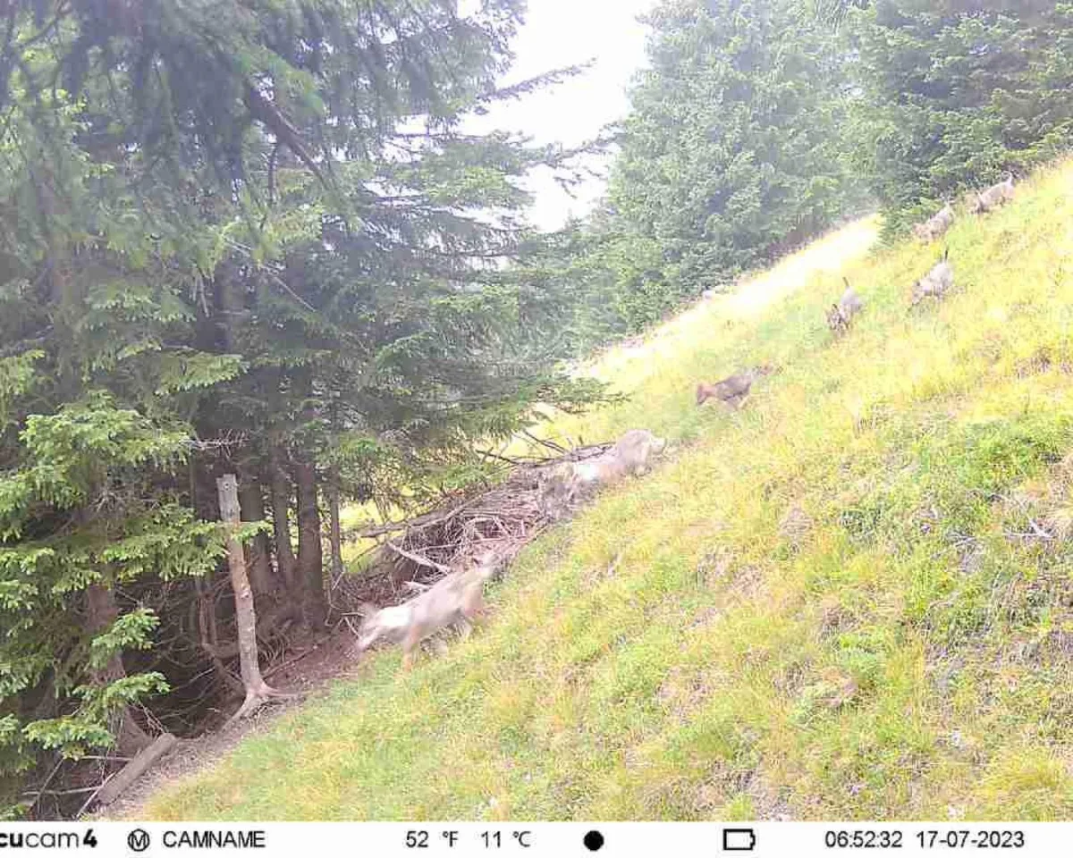 nachwuchs_wolf_sg St. Galler Wolfsrudel hat zum zweiten Mal Nachwuchs