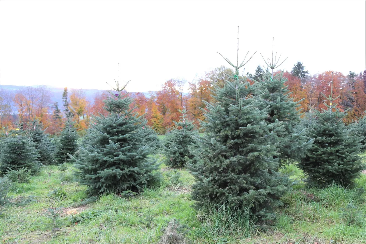 raheljoss_mg__41_ Wo kein Hagel wütete, sind die Schweizer Weihnachtsbäume von Top-Qualität