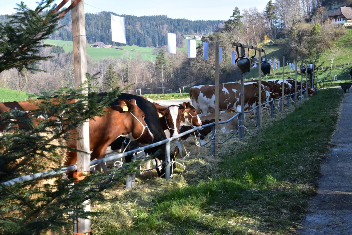 Schauplatz_Vorne Sechs Zuchtfamilien in einem Jahr und eine Rekordpunktzahl