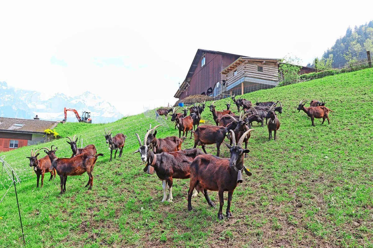 Ausbruchsicheres Zäunen für Ziegen