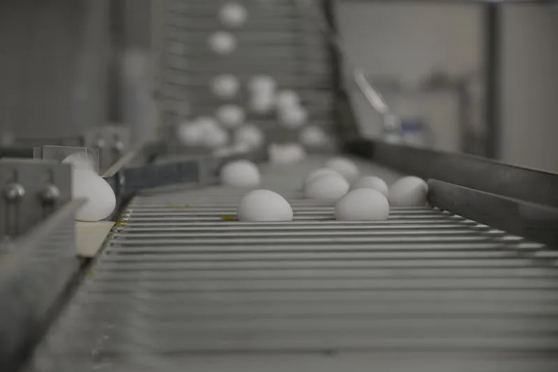 6250aa78edc19b2ccbf99863dd9de45cf89cdbf4 Weil die Hühnerhalter mehr Freilandeier produzieren als verkauft werden, werden diese kurzerhand als «aus Bodenhaltung» umdeklariert.(Bild Aline Küenzi/die grüne)
