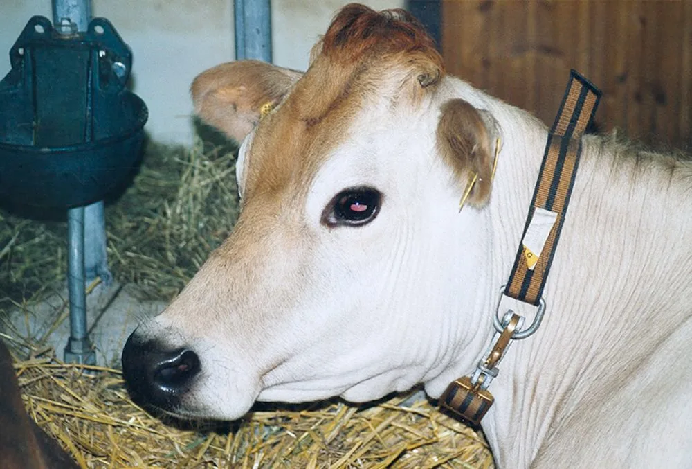 Ein Hofprojekt für Jersey-Milchkühe sorgte in Hünenberg (Zug) für Kritik. (Bild BauZ)