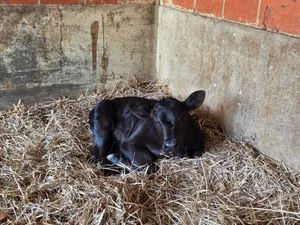 Markieren und die Geburt in der TVD melden gehört zum Alltag der Tierhalter. Das Ganze funktioniert im Normalfall sehr gut.