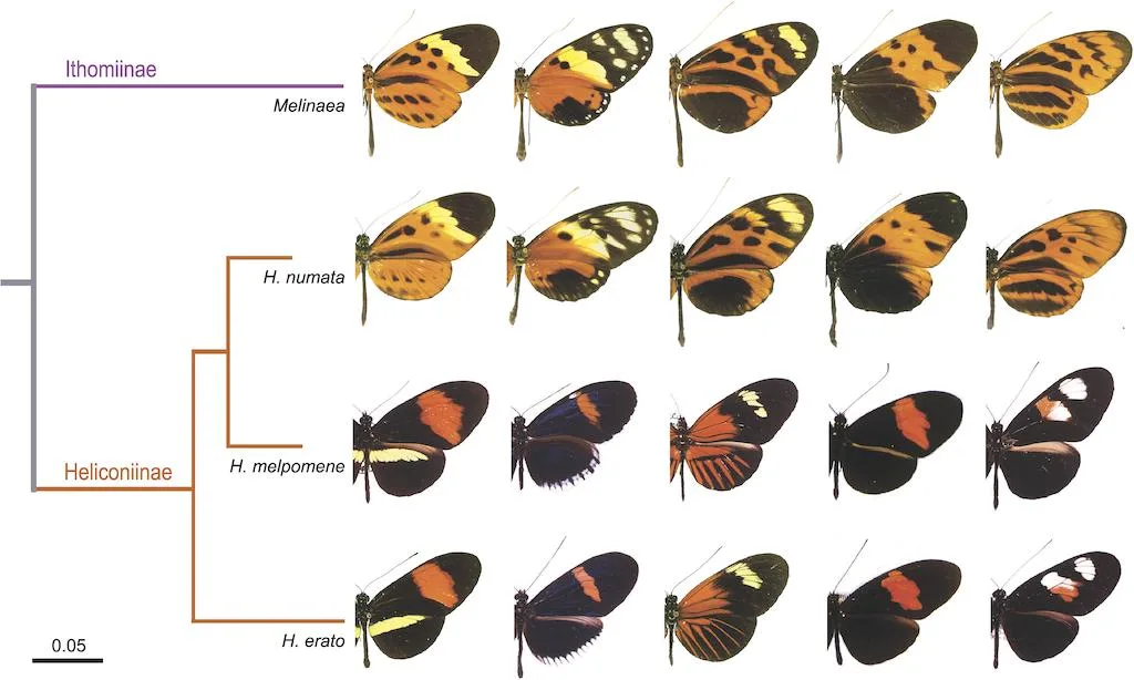7f9b1e898ae74dc016ba062bf393b3b1c95e5b1b Rote und weisse Streifen warnen Fressfeinde vor dem Gift der Schmetterlinge aus der Gattung Heliconius. (Bild Joron M, Papa R, Beltrán M, Chamberlain N, Mavárez J, Baxter S, et al. (2006) A Conserved Supergene Locus Controls Colour Pattern Diversity in Heliconius Butterflies. PLoS Biol 4(10): e303)