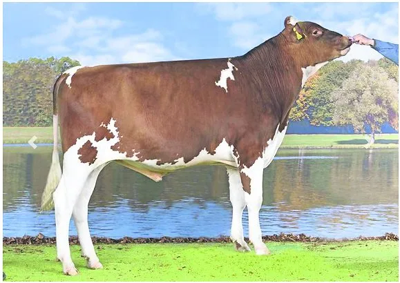 bz_akt1_01_sf Ein Vergleich der Swiss-Fleckvieh-Rasse mit Red Holstein führt auf den Holzweg