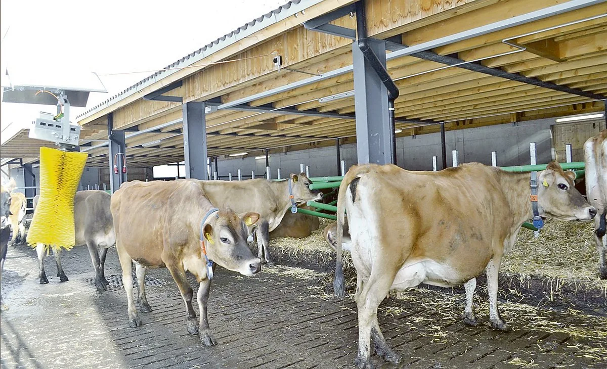 ce7551139c9f902260bb26b2aadb70069ec1d9cf Viele Betriebe halten heute schon reine Jersey-Herden. Weil die Kühe nicht so gross sind, brauchen sie auch weniger Platz. (Bild Paul Küchler)
